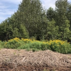 managed phragmites