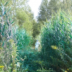 phragmites leaves