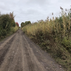 invasive phragmites along road