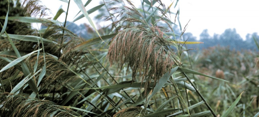 Invasive Phragmites