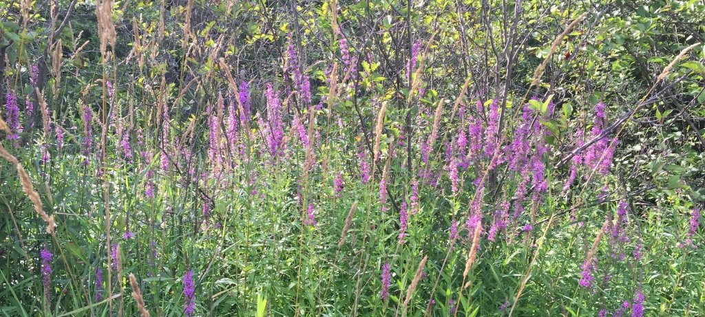 purple loosestrife flowers