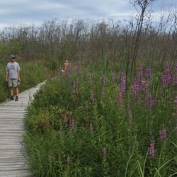 purple loosestrife overtaking a boardwalk