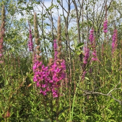 purple loosestrife flowers