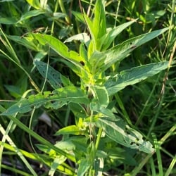 purple loosestrife eaten by beetle