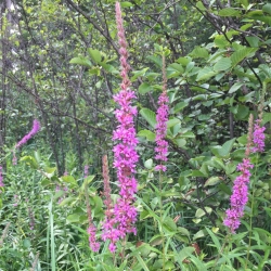 purple loosestrife flowers