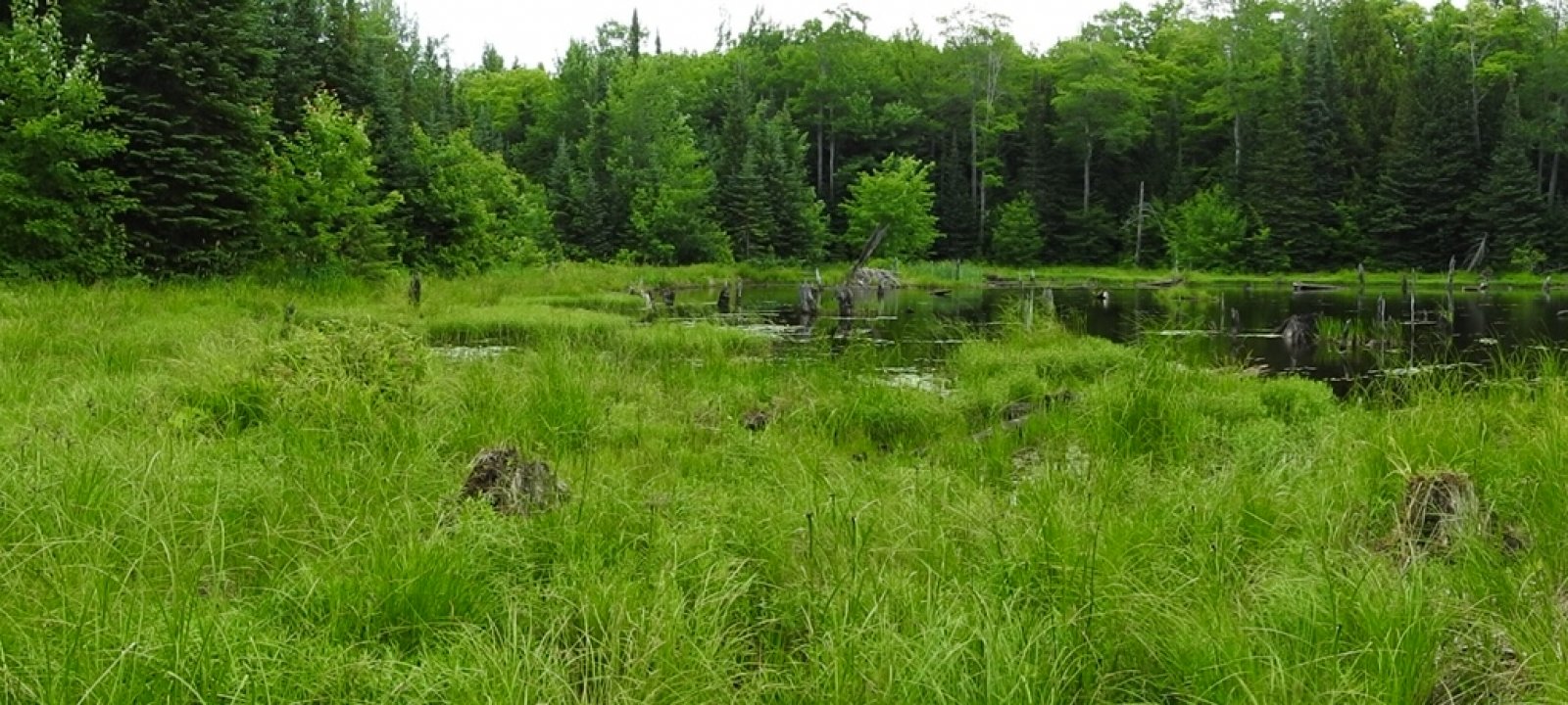 Beaver pond near Gratiot Lake, where KISMA has been removing European marsh thistle (Cirsium palustre) for four years with great results