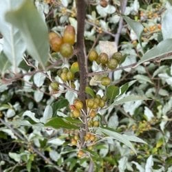 autumn olive branch