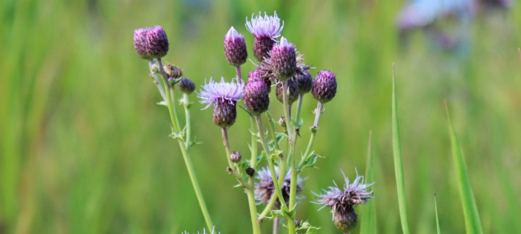 young canada thistle flowers