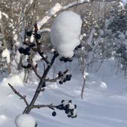 common buckthorn in the winter