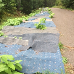 use of carpet to cover giant knotweed with re-sprouts that need to be cut