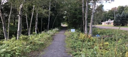 portage trail giant knotweed in 2018 after 2 seasons of treatments