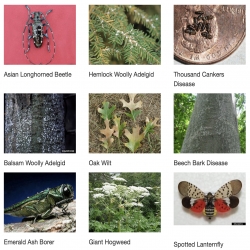 Michigan invasive species watchlist examples