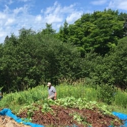 Japanese knotweed piled on tarp to dry away from contact with soil