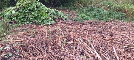 Kearsarge site of Japanese knotweed infestation in 2017 when treatments started