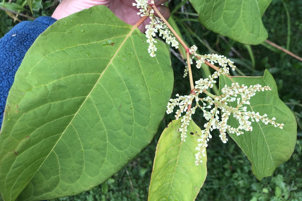 Japanese Knotweed Keweenaw Invasive Species Management Area Kisma Michigan Technological University Japanese Knotweed Keweenaw Invasive Species Management Area Kisma Michigan Technological University