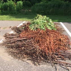 Japanese knotweed drying on pavement after cutting