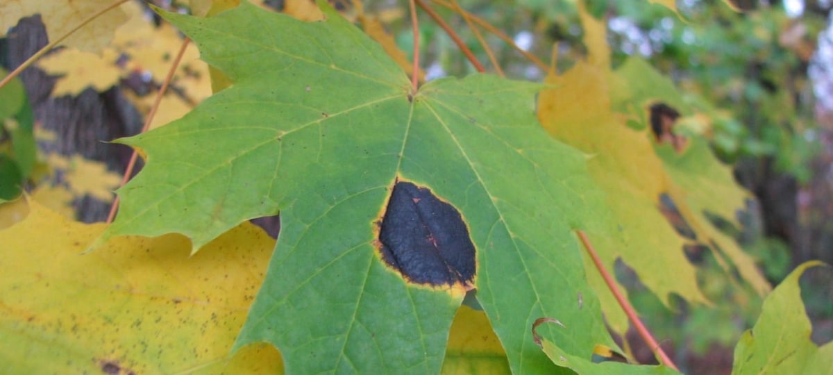 Norway Maple Keweenaw Invasive Species Management Area Kisma Michigan Technological University