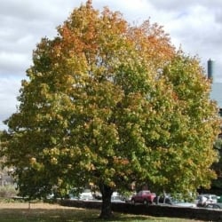 norway maple full tree
