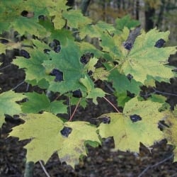 norway maple leaves with tar spots