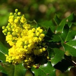 Oregon grape with yellow flowers