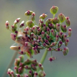 wild parsnip seeds