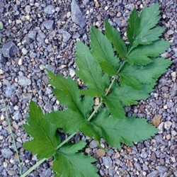 wild parsnip leaf