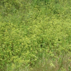 wild parsnip full plant