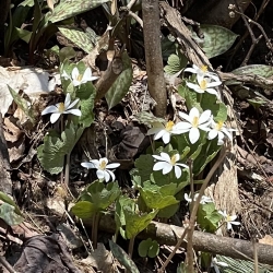 native bloodroot (Sanguinaria canadensis) is a spring ephemeral