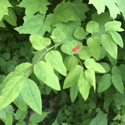 native honeysuckle (Lonicera canadensis) is an understory shrub