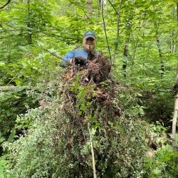 Person holding uprooted barberry.
