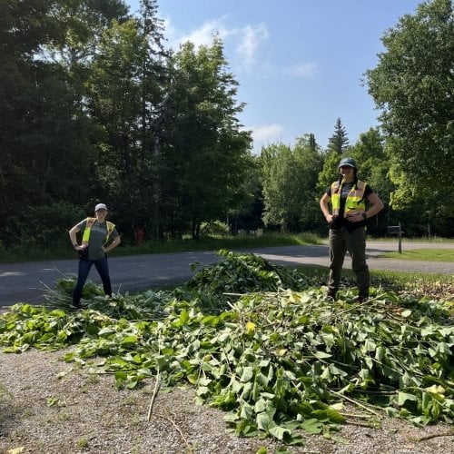 People standing on a pile of dead plants