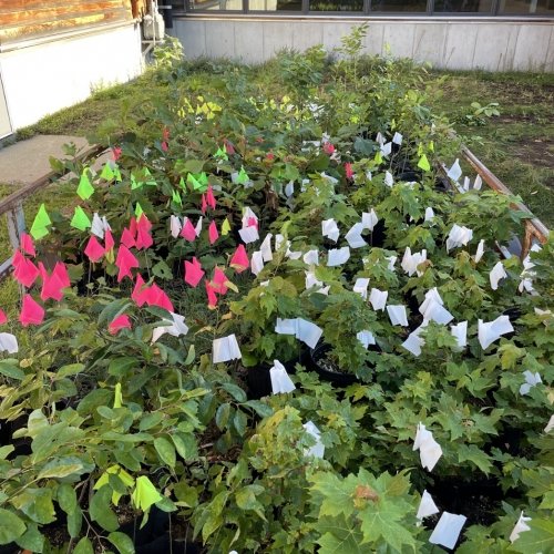 Small trees with flagging