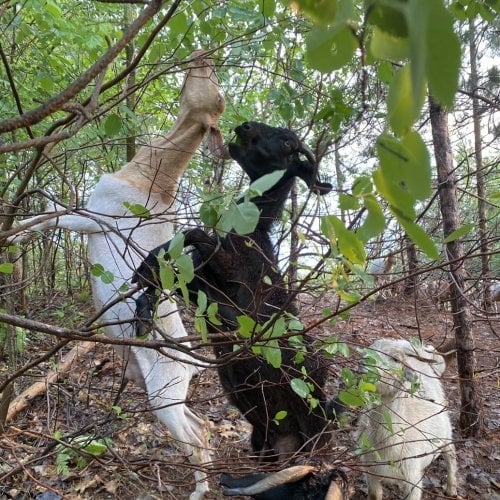 Goats eating buckthorn