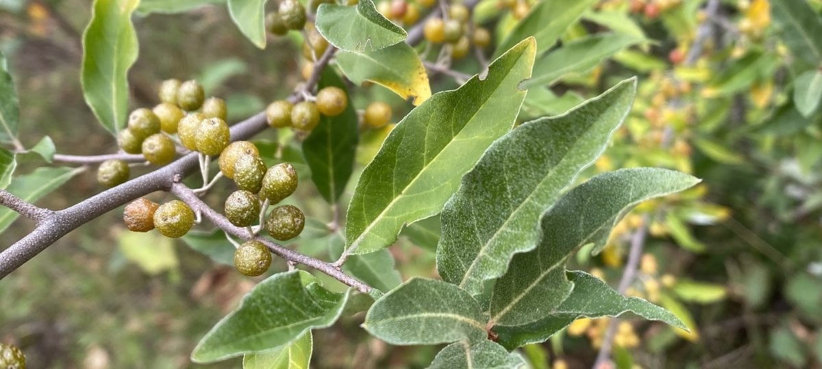 Autumn olive leaves and berries. Image credit: August Camp.