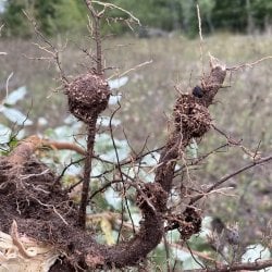 Autumn olive root nodules