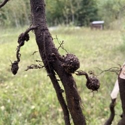 Autumn olive roots