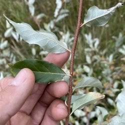 Autumn olive speckled branches