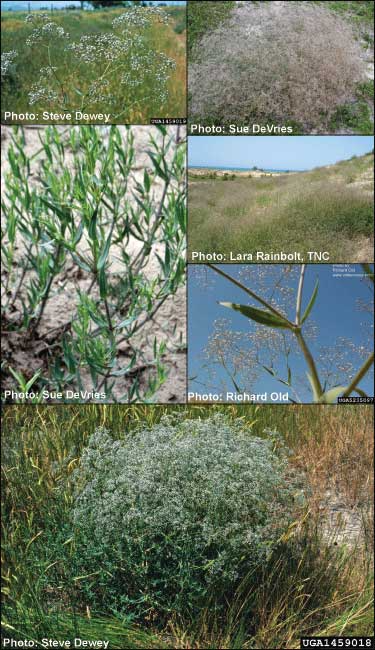 Baby's breath identifying characteristics from MISIN