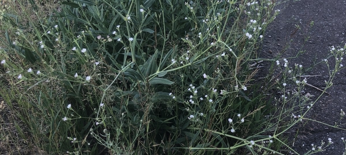 Baby's breath growing along the water on the Portage Trail