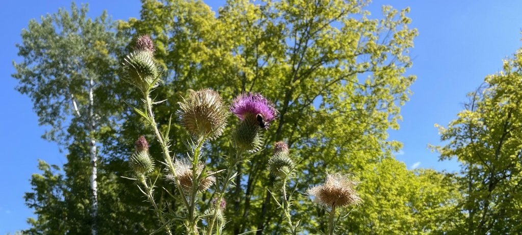 Bull thistle flower. Image credit: Sigrid Resh.