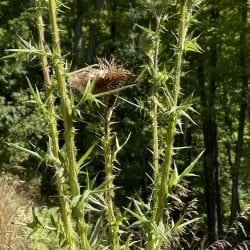 Bull thistle spiny stems