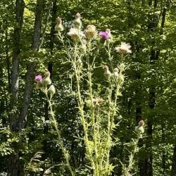 bull thistle foliage