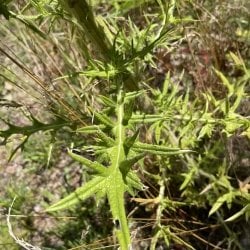 bull thistle basal rosette