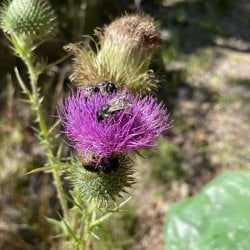 bull thistle flower