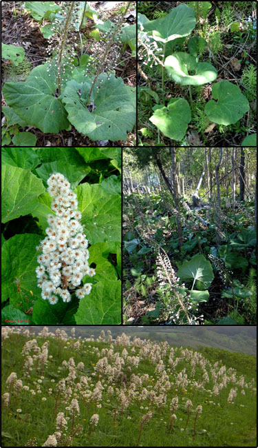 Butterbur's identifying characteristics from MISIN