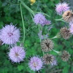 Canada thistle flowers