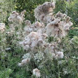 canada thistle fluff