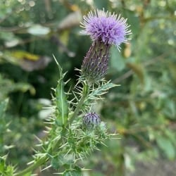 Flower and stem of Canada thistle with spines