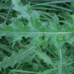 Canada thistle spiny leaf