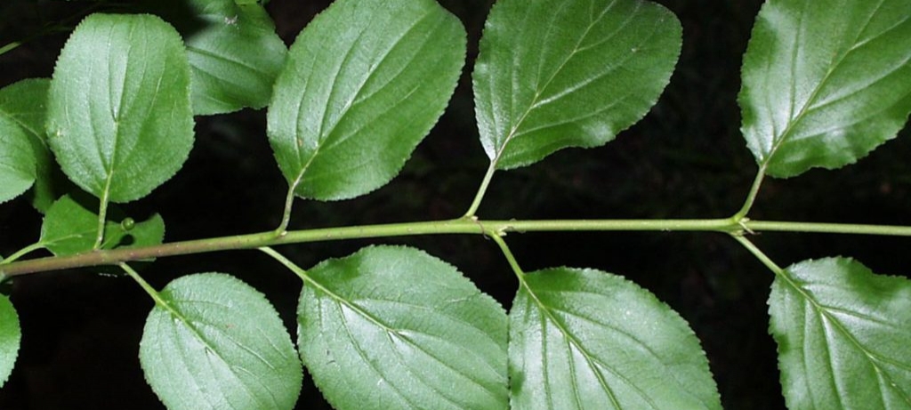 common buckthorn foliage